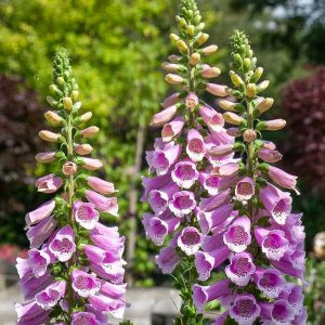 Digitalis purpurea dottie rose