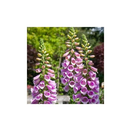 Digitalis purpurea dottie rose