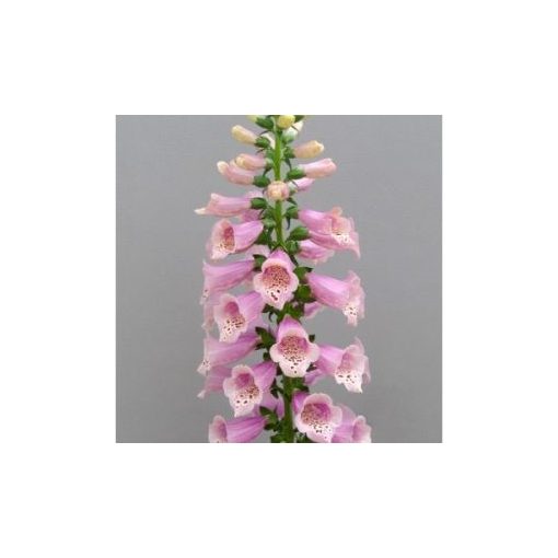 Digitalis purpurea dottie warm rose