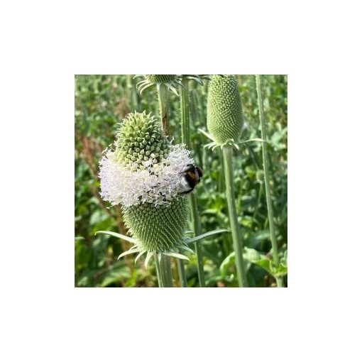 Dipsacus laciniatus