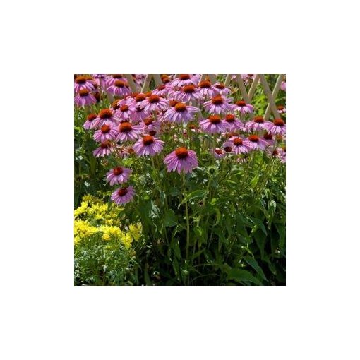 Echinacea purpurea bravado