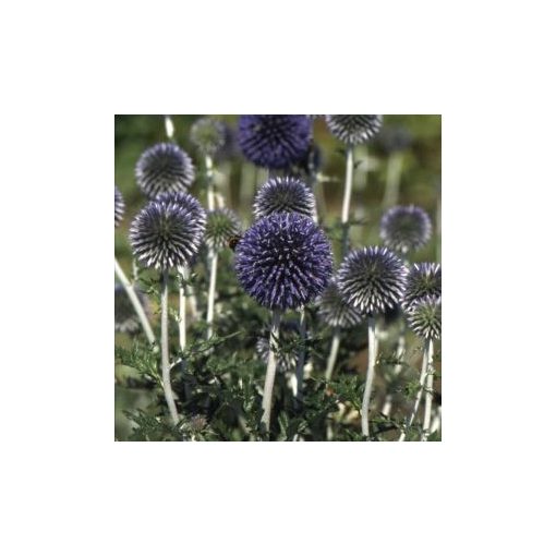 Echinops bannaticus blue glow (cleaned seeds)