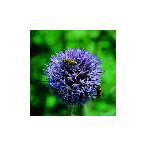 Echinops ritro