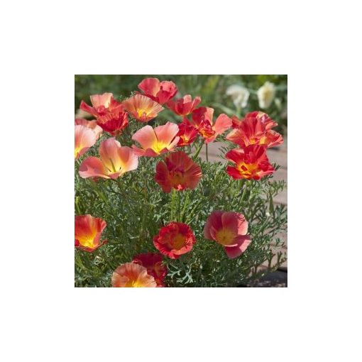 Eschscholzia c thai silk strawberry fields