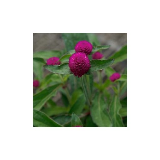 Gomphrena globosa ping pong purple (cleaned seeds)