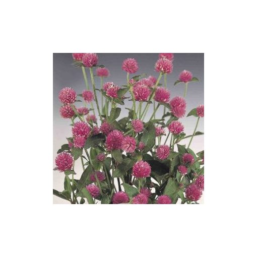 Gomphrena globosa rose