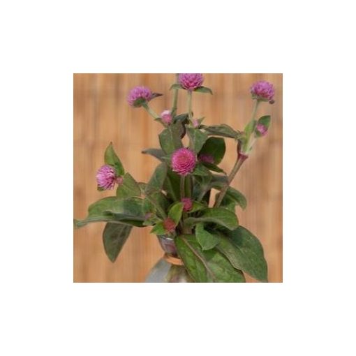 Gomphrena globosa salmon pastel