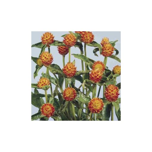 Gomphrena haageana orange