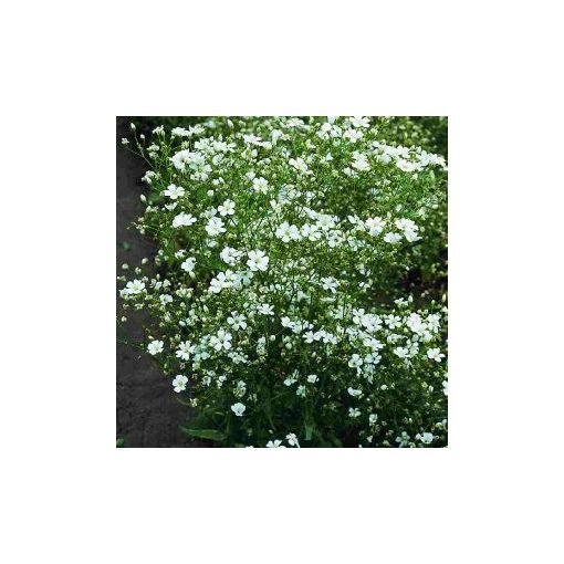 Gypsophila elegans rijnsburg glory (covent garden)