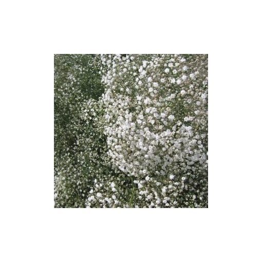 Gypsophila paniculata snowflake