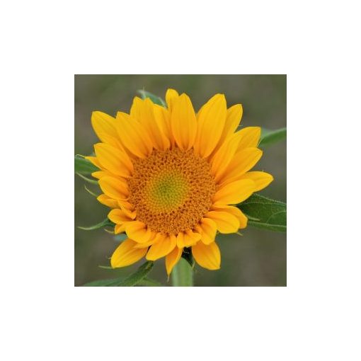 Helianthus annuus aurora summer f1 (treated)