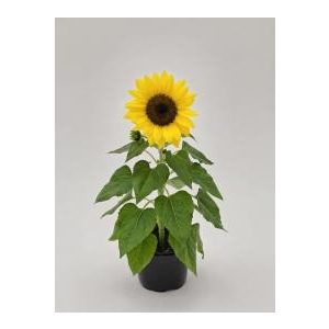 Helianthus annuus bert