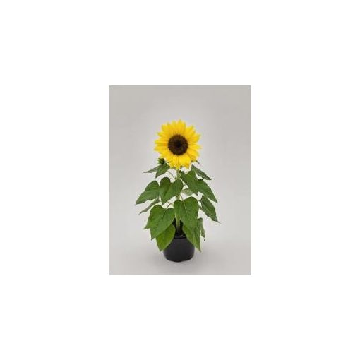 Helianthus annuus bert