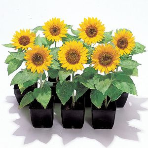 Helianthus annuus big smile