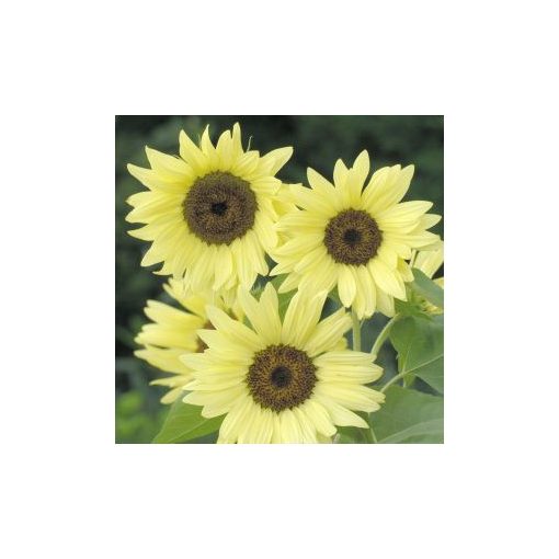 Helianthus annuus buttercream f1