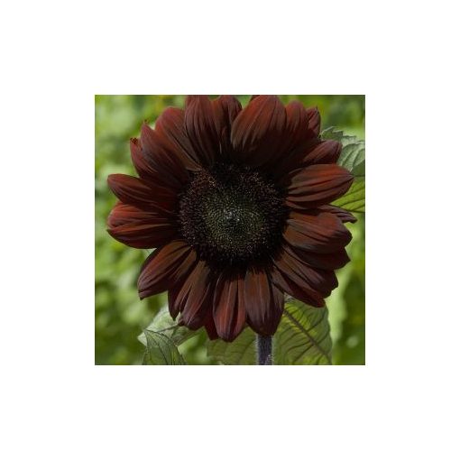 Helianthus annuus claret