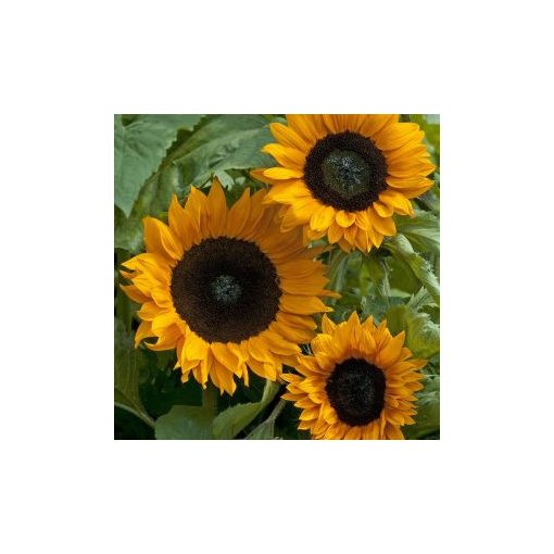 Helianthus annuus copper queen f1