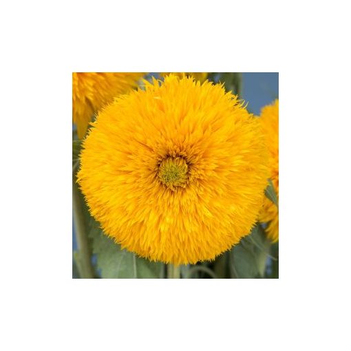 Helianthus annuus double sunking