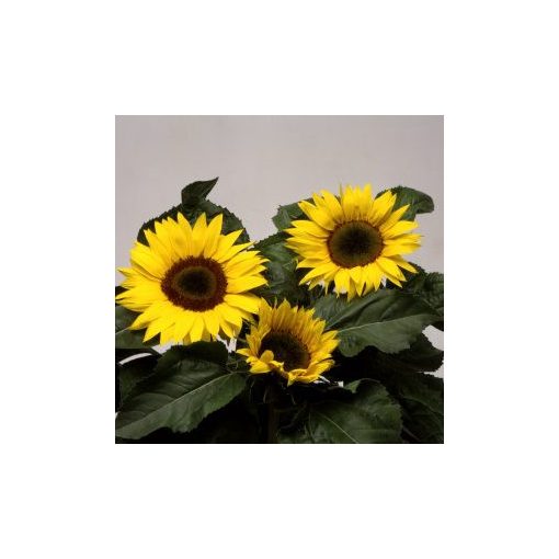 Helianthus annuus elite sun f1