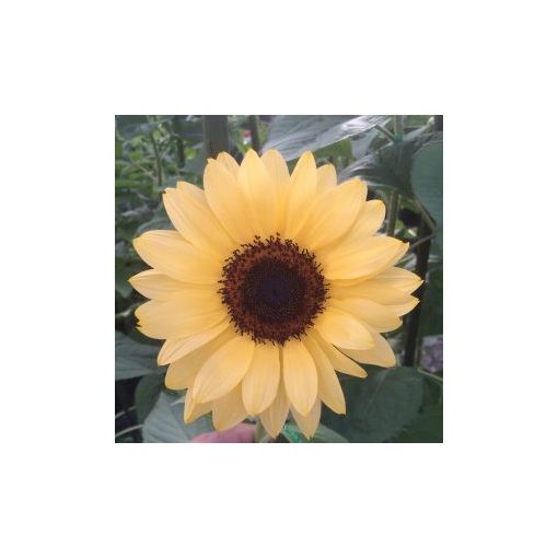 Helianthus annuus f1 pro cut peach