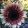 Helianthus annuus f1 pro cut plum