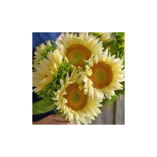 Helianthus annuus f1 pro cut white lite