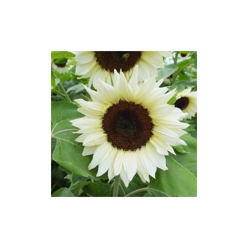 Helianthus annuus f1 pro cut white nite