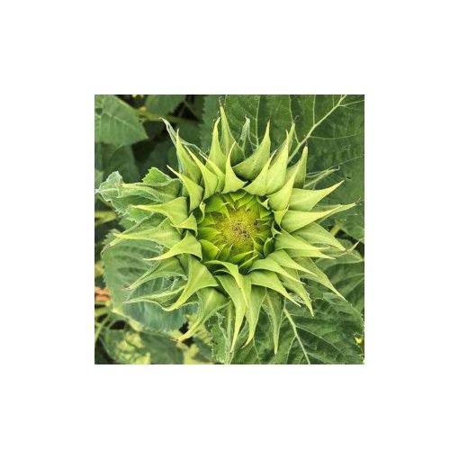 Helianthus annuus f1 sunfill green