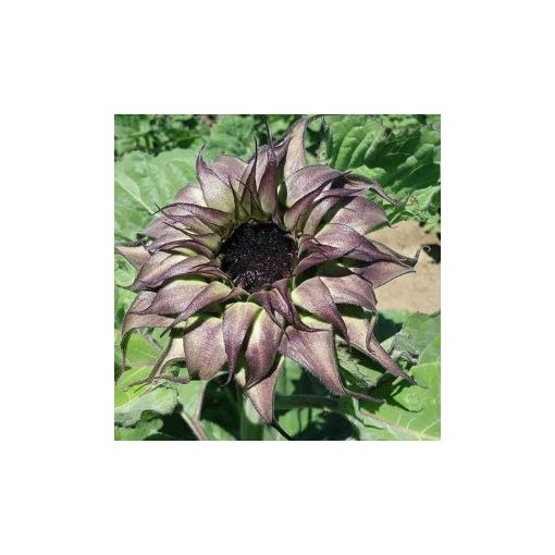 Helianthus annuus f1 sunfill purple