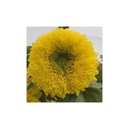 Helianthus annuus gummy bear