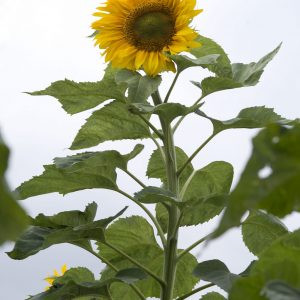 Helianthus annuus mongolian giant