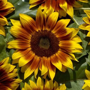 Helianthus annuus orange mahogany bicolour f1