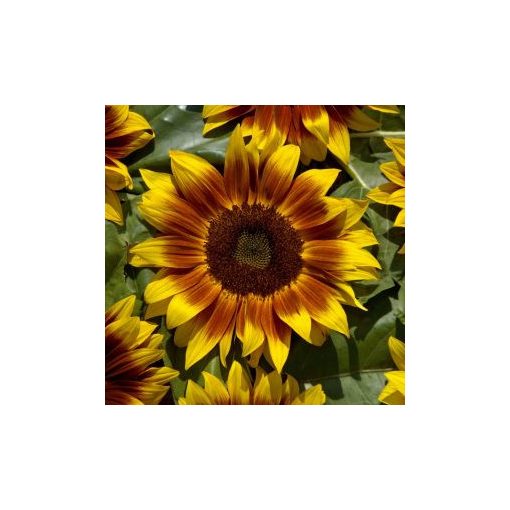 Helianthus annuus orange mahogany bicolour f1