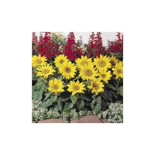 Helianthus annuus pacino gold