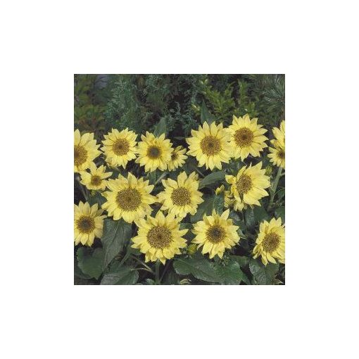 Helianthus annuus pacino lemon