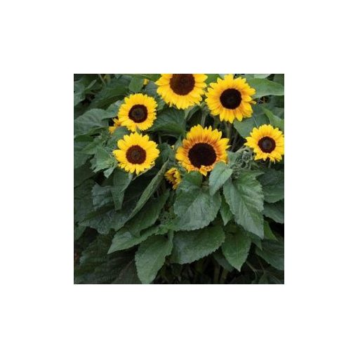 Helianthus annuus semi dwarf orange mahogany bicolour