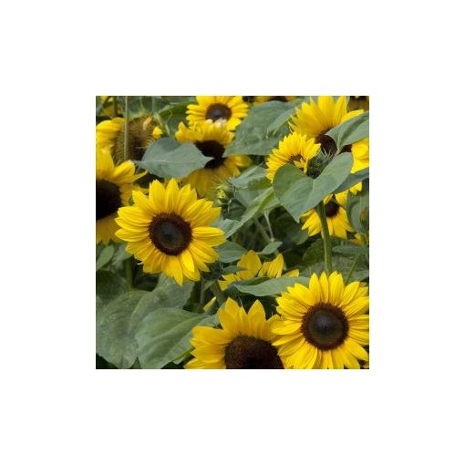 Helianthus annuus soleo f1