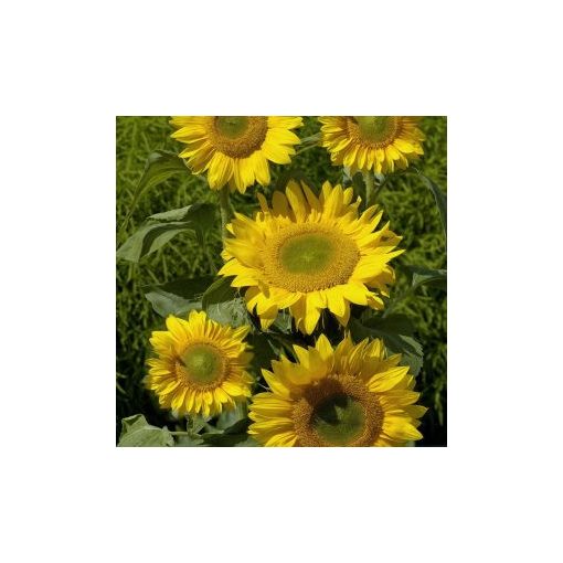 Helianthus annuus summer breeze f1