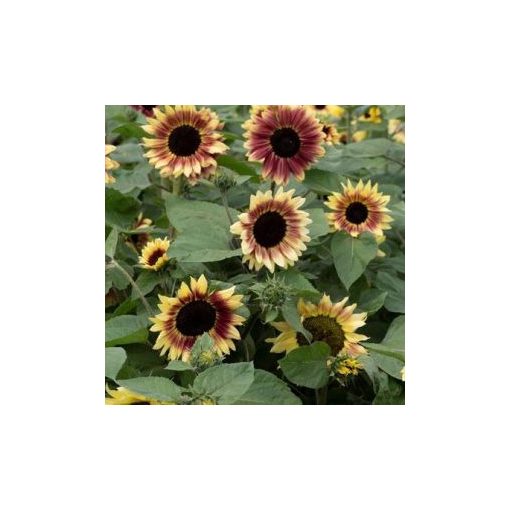 Helianthus annuus summer lovin