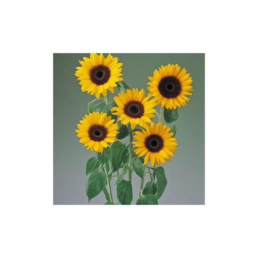 Helianthus annuus tiffany