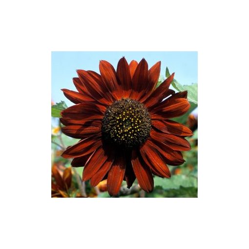 Helianthus annuus velvet queen