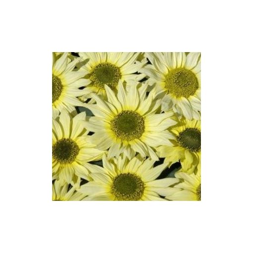 Helianthus debilis italian green heart