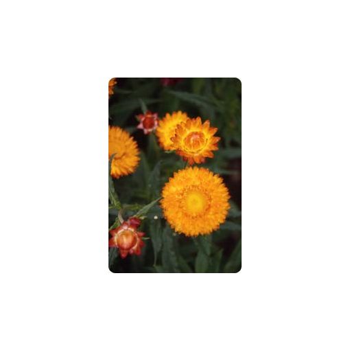 Helichrysum bracteatum golden yellow