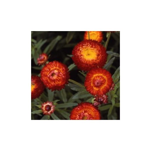 Helichrysum bracteatum scarlet