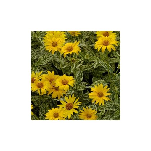 Heliopsis helianthoides sunburst