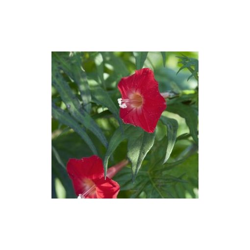 Ipomoea x multifida cardinal climber