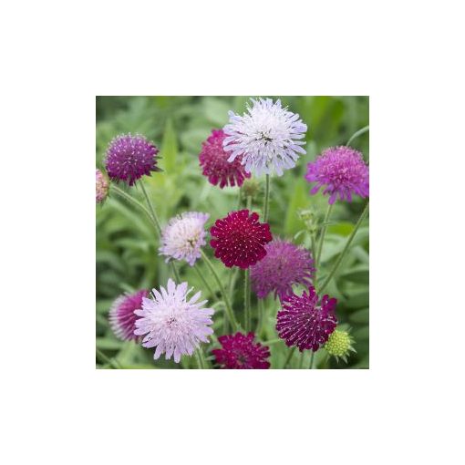 Knautia macedonica watercolours