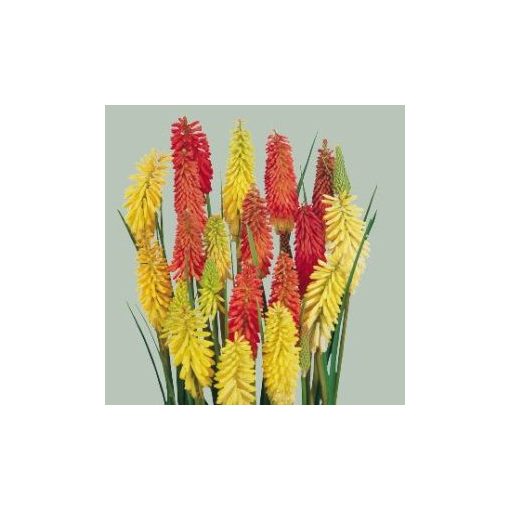 Kniphofia uvaria flamenco (primed)