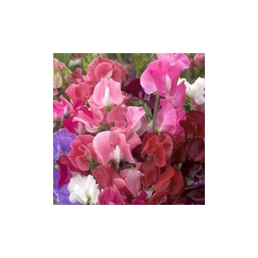 Lathyrus odoratus elegance mix