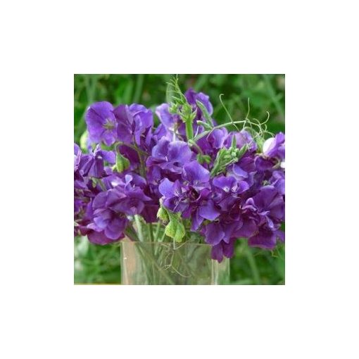 Lathyrus odoratus king size navy blue